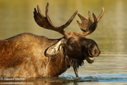 MONTANA